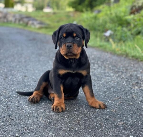 Max | Male | 8 weeks