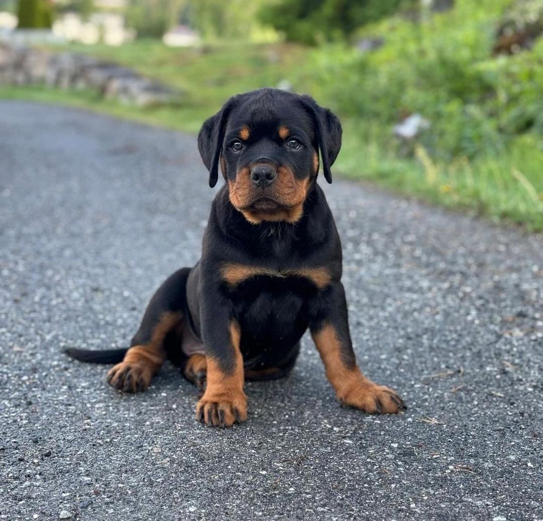 Max | Male | 8 weeks
