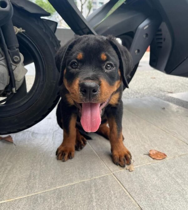 Ollie | Male | 8 weeks
