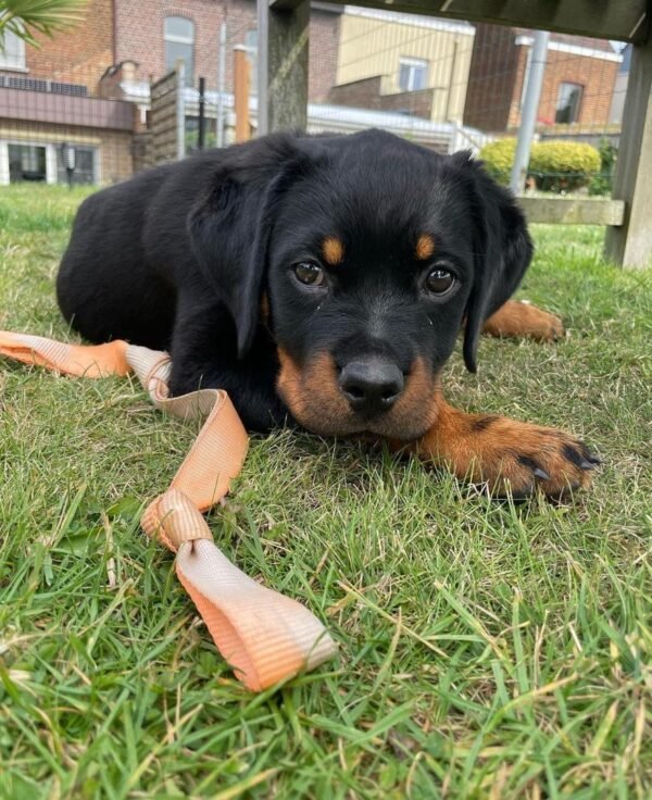 Stella | Female | 9 weeks