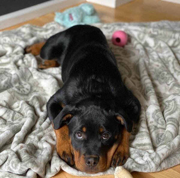 Sophie | Female | 9 weeks