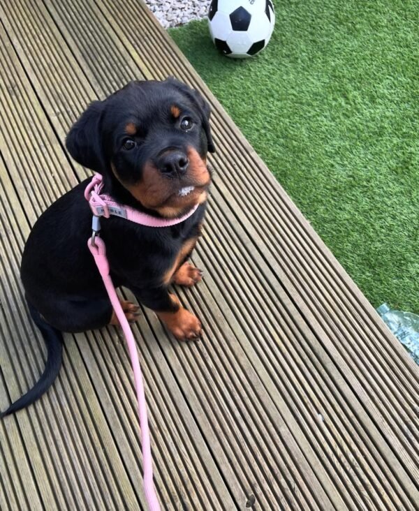 Sasha | Female | 10 weeks