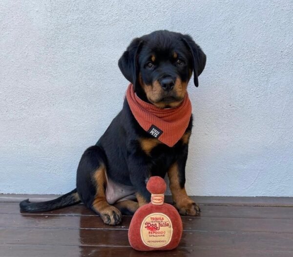 Rex | Female | 9 weeks