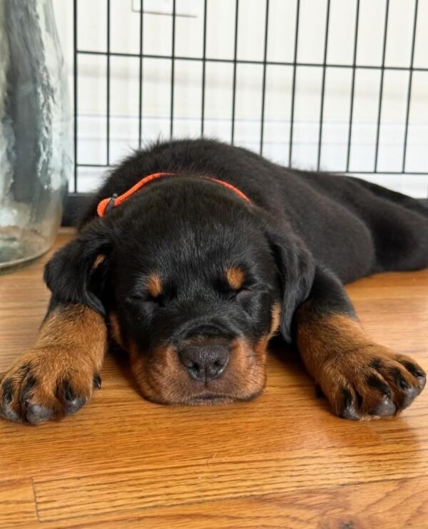 Teddy | Male | 8 weeks