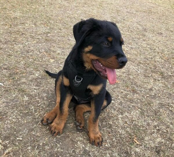 Oscar | Male | 9 weeks