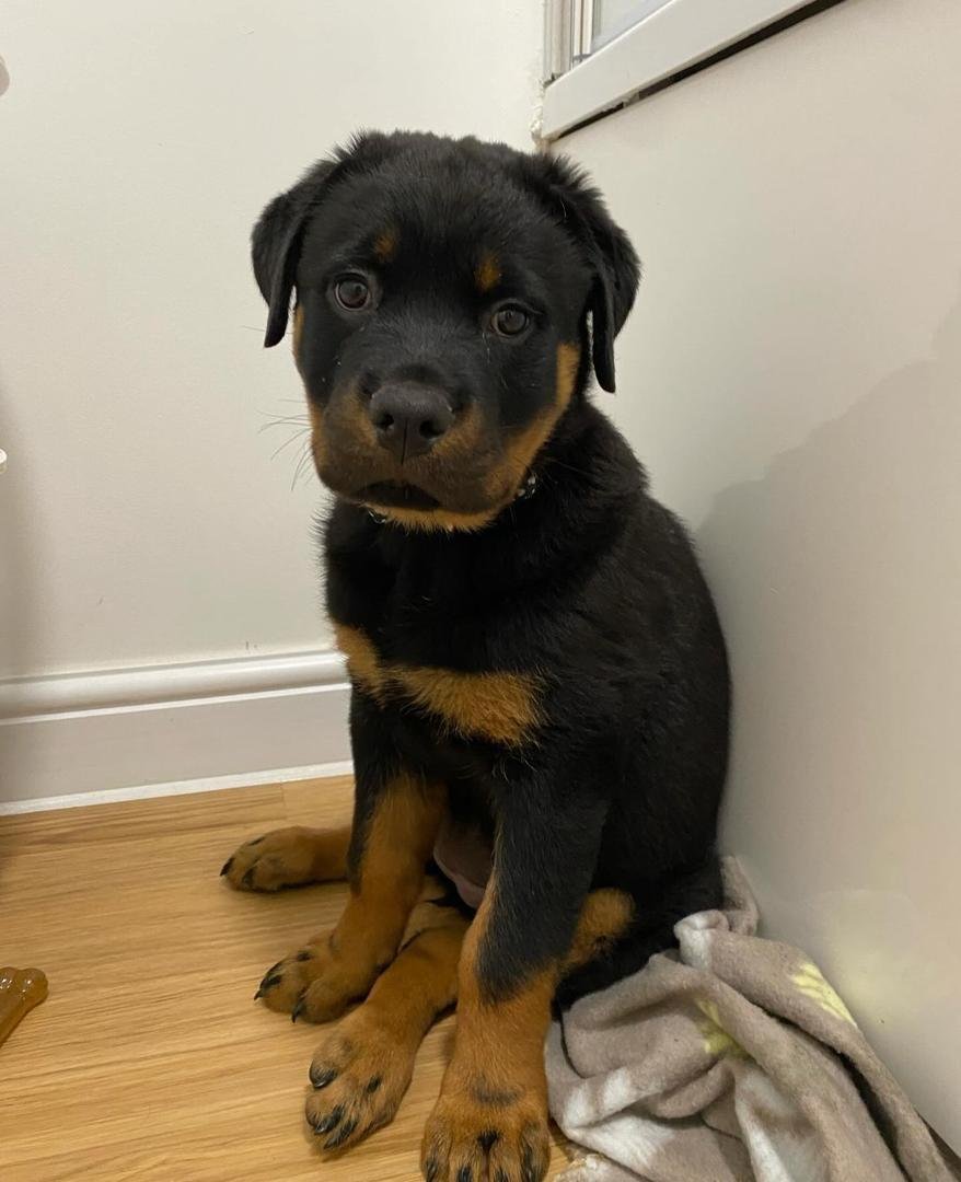 Nala | Female | 8 weeks