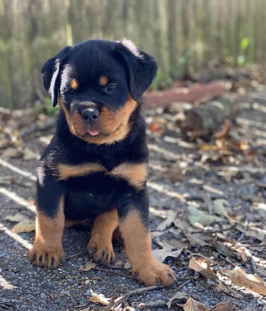 Jax | Male | 8 weeks