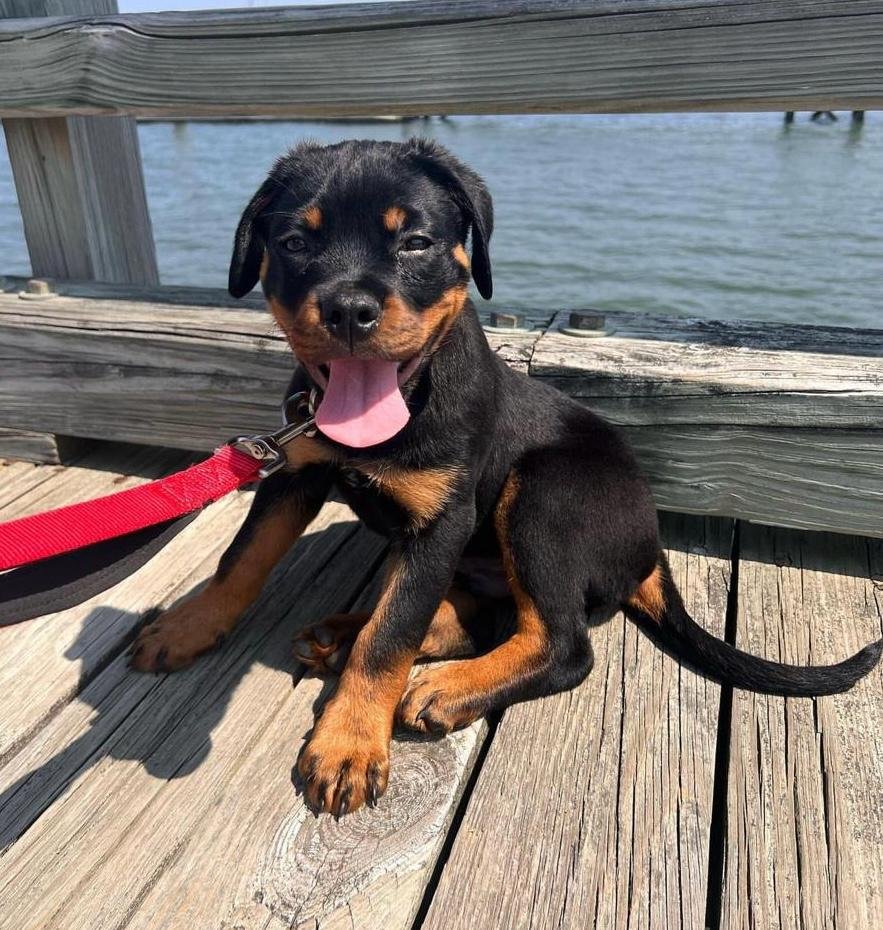 Frank | Male | 8 weeks