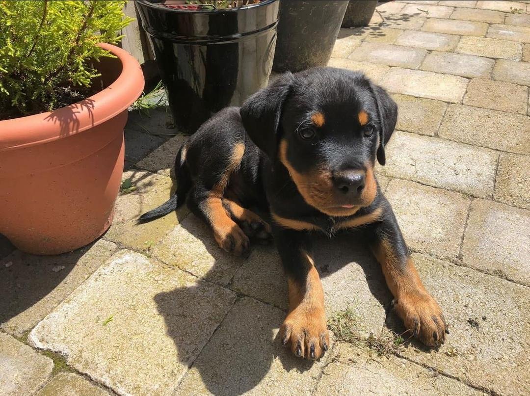 Enzo | Male | 8 weeks
