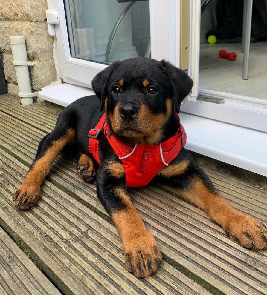 Duke | Male | 9 weeks